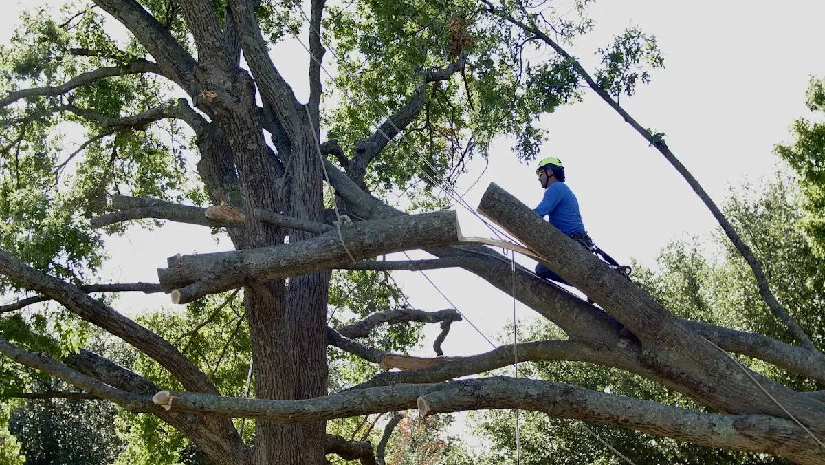 Professional Crown Thinning performed by certified arborists in Harshaw