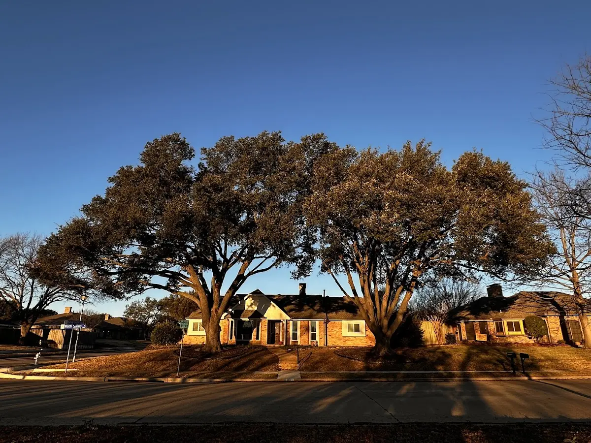Established residential canopy tree shading a home in Harshaw